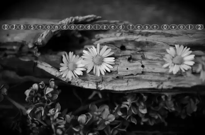 DJB Standardized Test Oval 2 Font examples