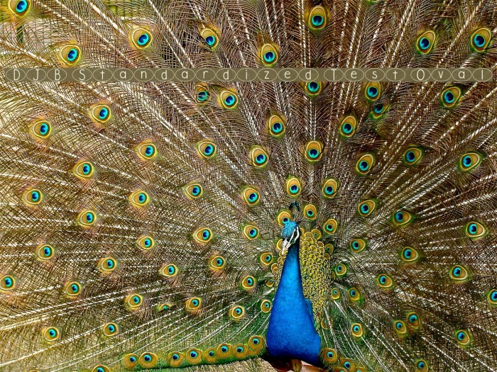 DJB Standardized Test Oval Example 1