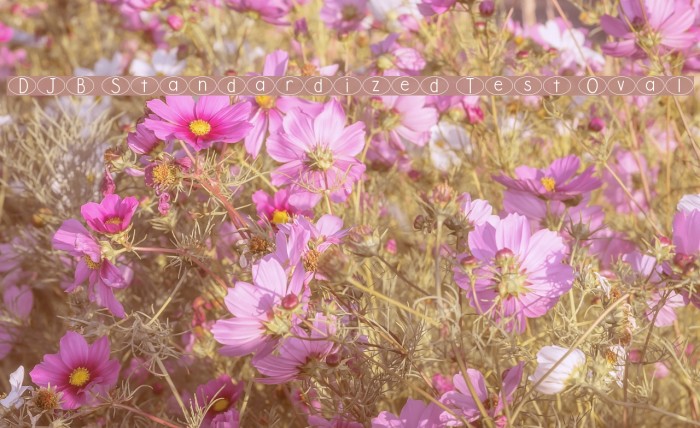 DJB Standardized Test Oval Example 2