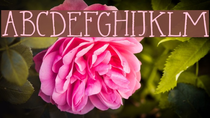 DK Languedoc Regular Font examples