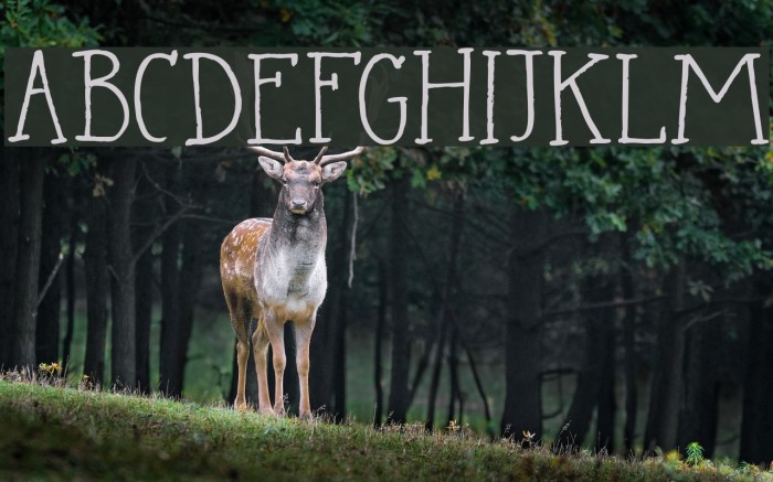 DK Languedoc Regular Font examples