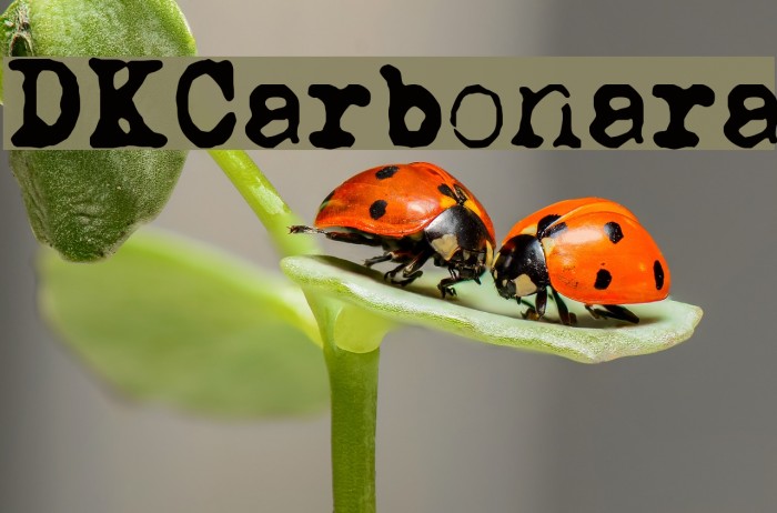 DKCarbonara Example 2