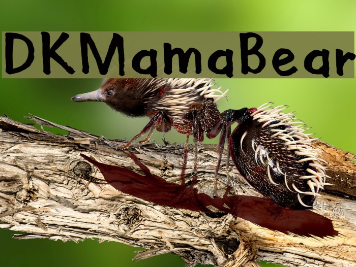DKMamaBear Example 2