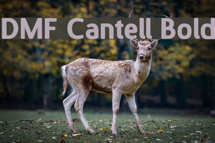 DMF Cantell Bold フォント examples