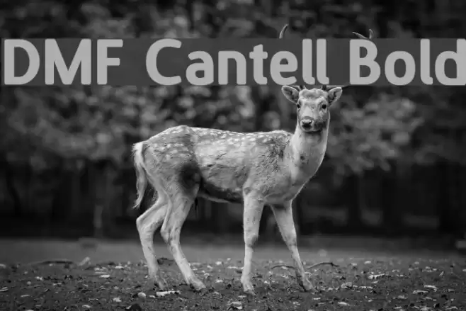 DMF Cantell Bold フォント examples