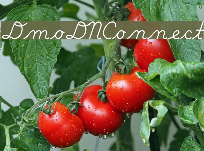 DmoDNConnect Font examples