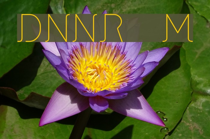 DNNR Medium Font examples