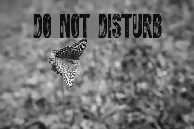 DO NOT DISTURB Font examples