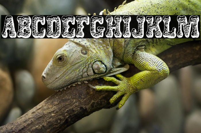 DOGSNACKS PERSONAL USE Bold Example 2