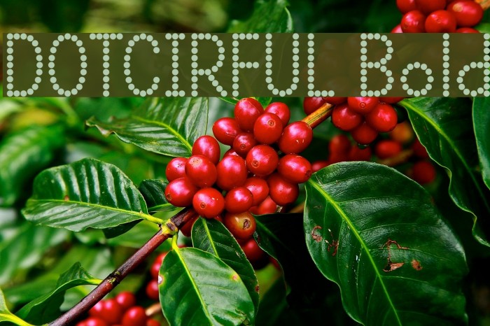 DOTCIRFUL Bold Font examples