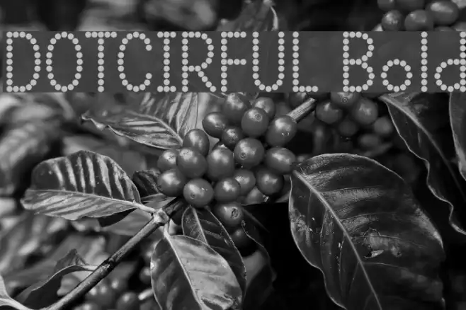 DOTCIRFUL Bold Example 1