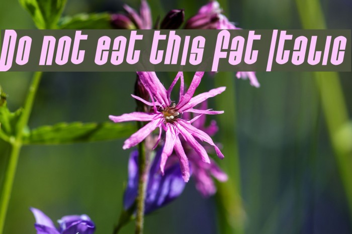 Do not eat this Fat Italic Polices examples