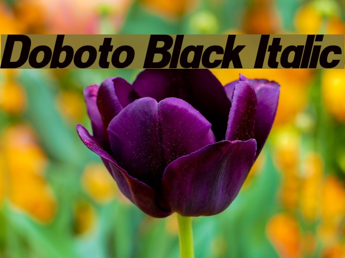 Doboto Black Italic Font examples