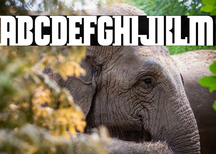 Doctor Beef Example 1