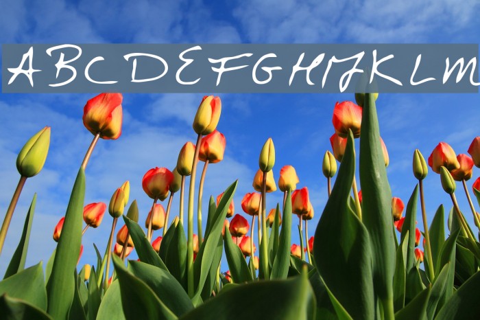Doctor Font examples