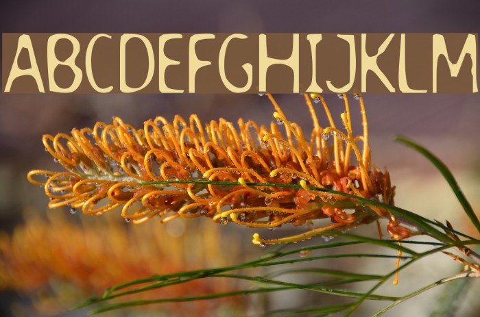DodgenburnA Font examples