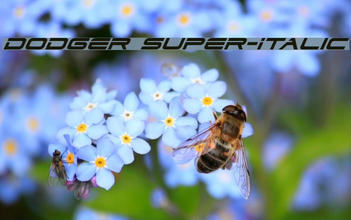 Dodger Super-Italic Example 2