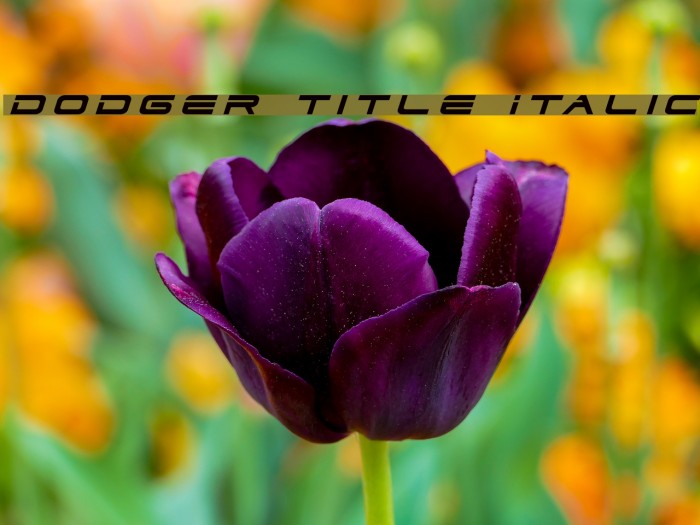 Dodger Title Italic Font examples