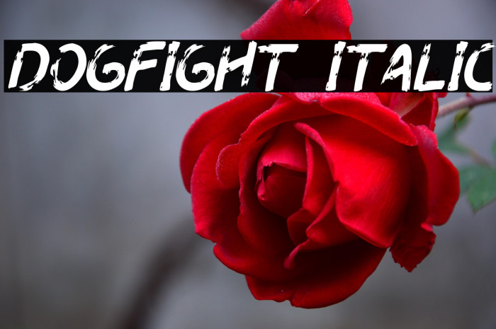 Dogfight Italic Example 2