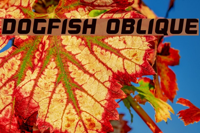 Dogfish Oblique Example 1