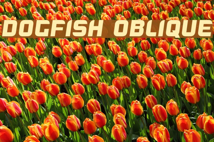 Dogfish Oblique Example 2