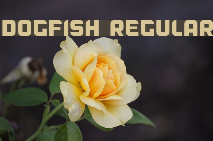 Dogfish Regular Font examples
