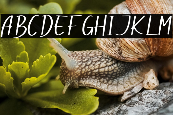 Dogina Summer フォント examples