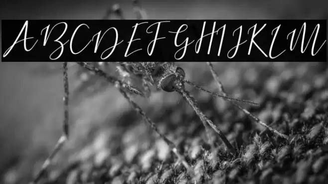 DogmaScript Font examples