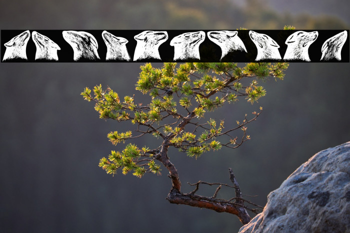 Dogs Regular Example 2