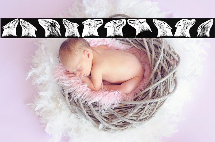 Dogs Regular Example 3