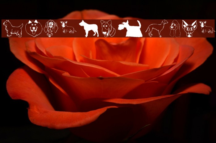 DogsFewCats Caratteri examples