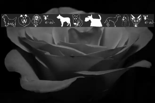 DogsFewCats Font examples