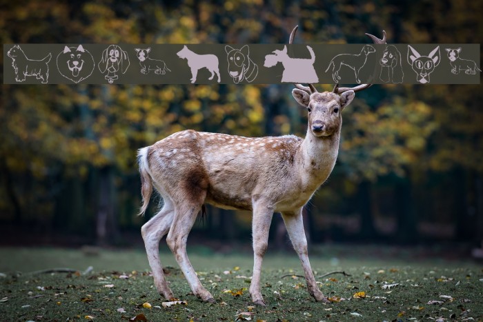 DogsFewCats Caratteri examples