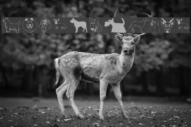 DogsFewCats Font examples