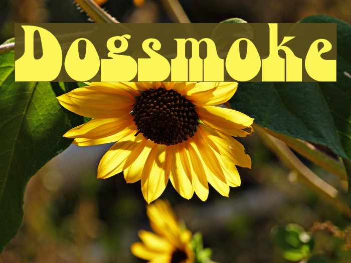 Dogsmoke Example 1