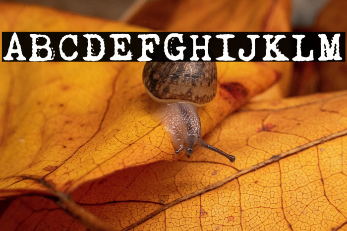 Dogtown Typewriter Example 2