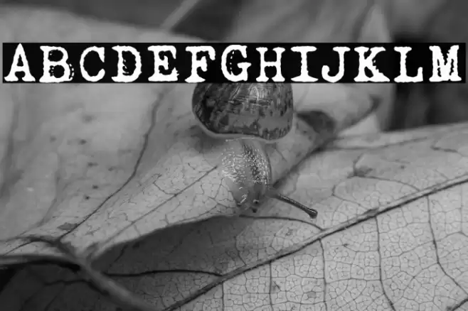 Dogtown Typewriter Font examples