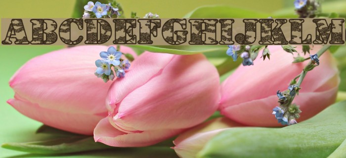 Dolen Taith Font examples