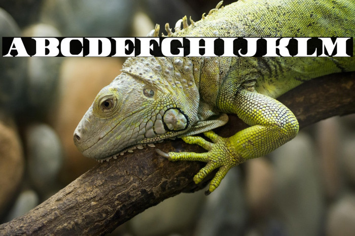 DollarBill Example 2