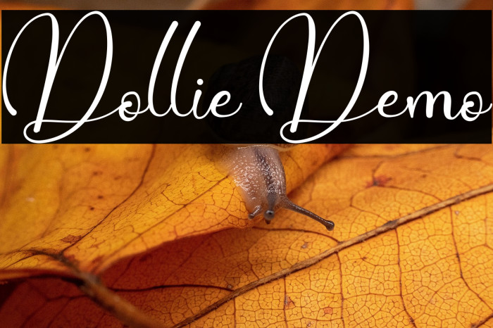 Dollie Demo Example 2