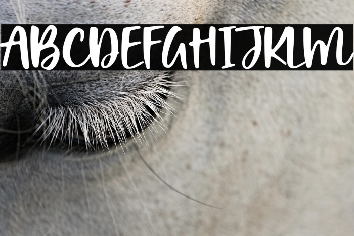 Dolphin Dolls Example 1