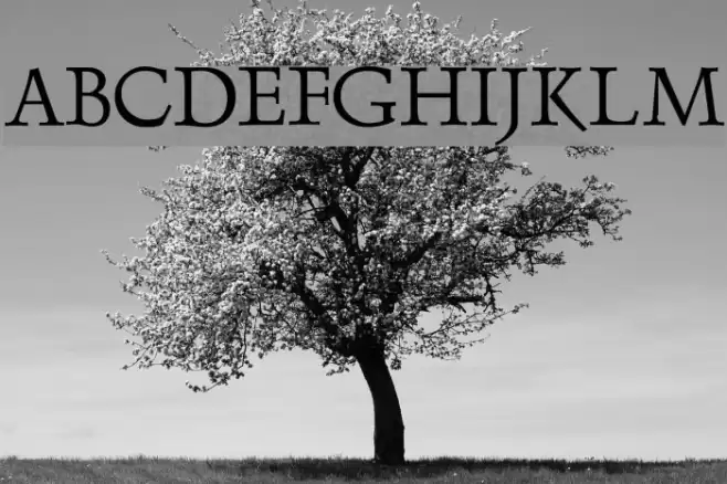 Dolphin Font examples