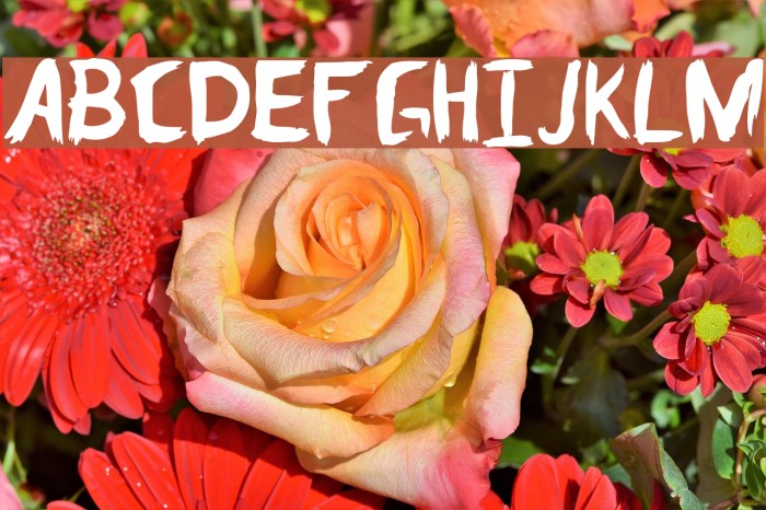 Dom Parquim Font examples