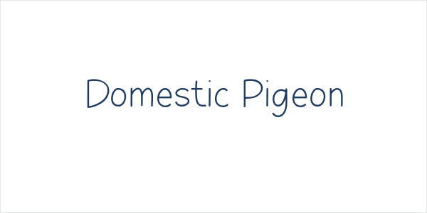 Domestic Pigeon Logo
