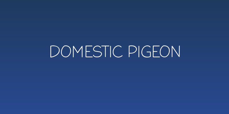 Domestic Pigeon Social Header