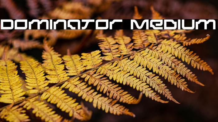 Dominator Medium Example 3