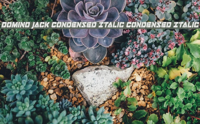 Domino Jack Condensed Italic Condensed Italic Fonte examples