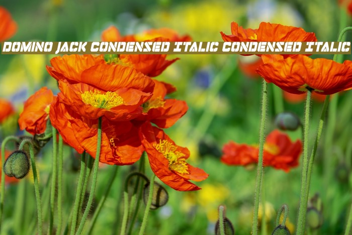 Domino Jack Condensed Italic Condensed Italic Fonte examples