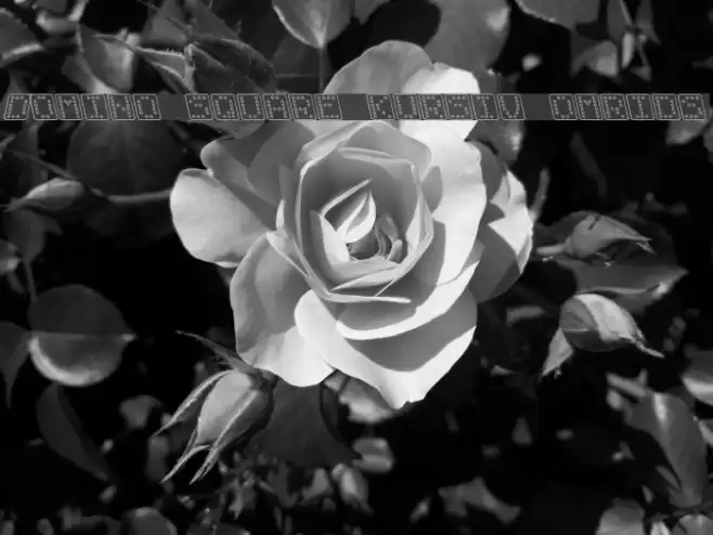 Domino square kursiv omrids Font examples