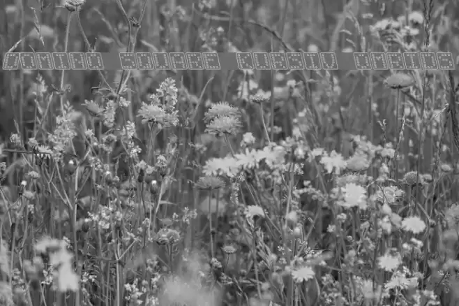 Domino square kursiv omrids Font examples